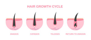 hair growth cycle
