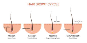 hair growth cycle