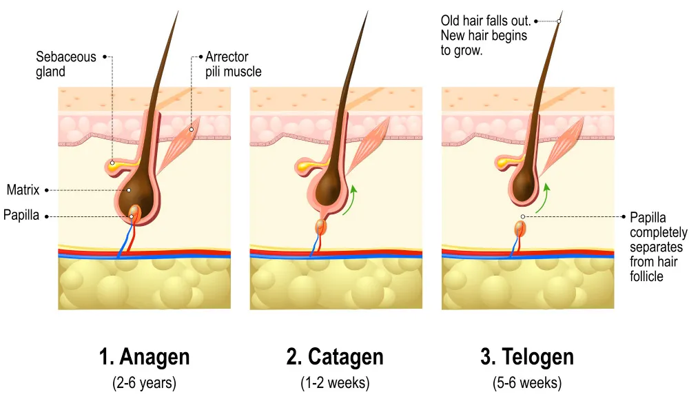 Telogen Effluvium: Causes And Recovery, hairsncares